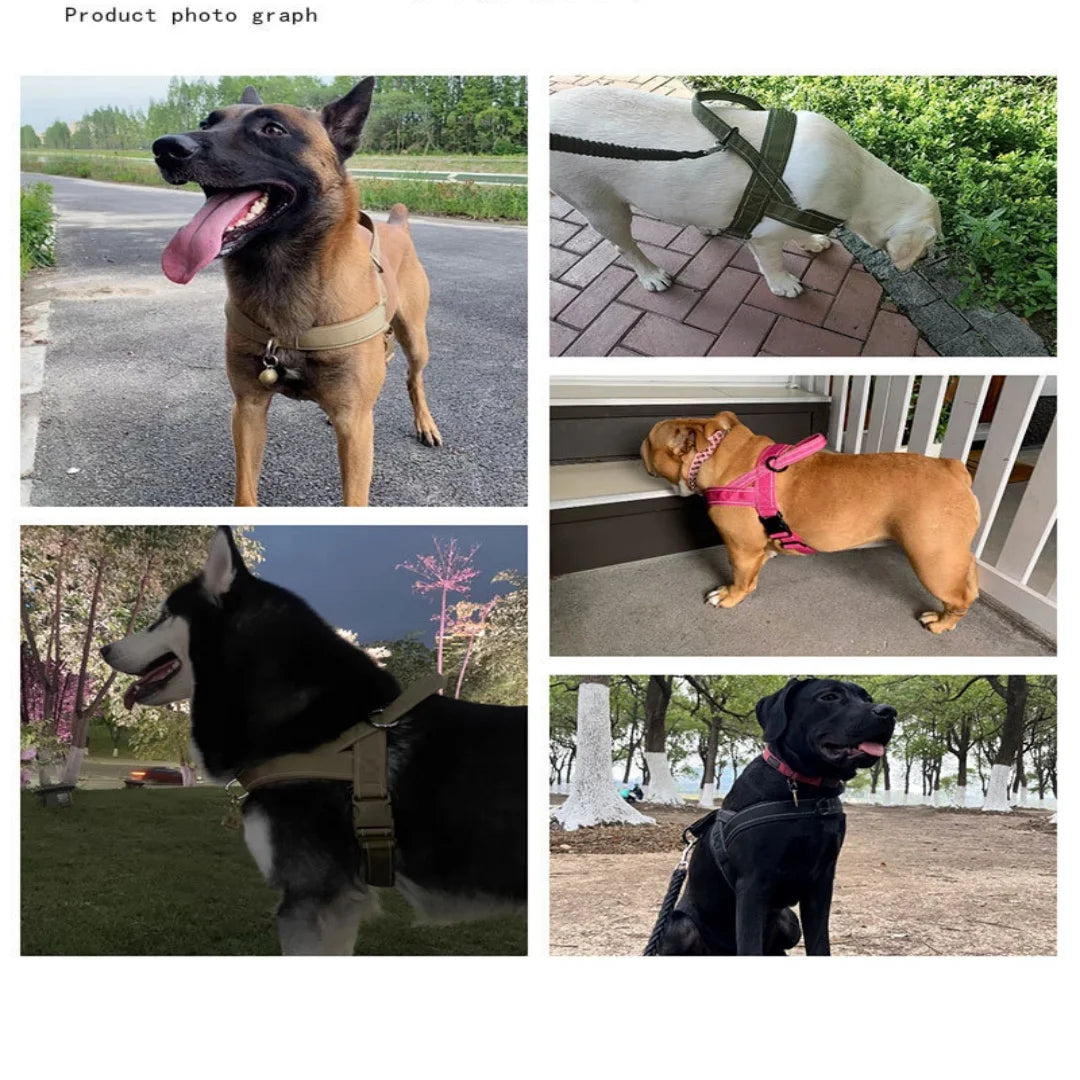 Dog Harness | Chafe Resistant Webbing, Adjustable Neck & Chest, and Heavy Duty D-Ring | Sturdy, Comfortable, Easy to Use