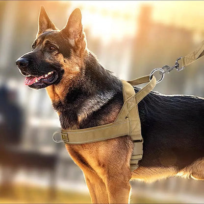 Dog Harness | Chafe Resistant Webbing, Adjustable Neck & Chest, and Heavy Duty D-Ring | Sturdy, Comfortable, Easy to Use